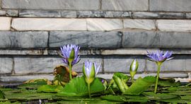 Water lily by Cegar Hong GPhotographics