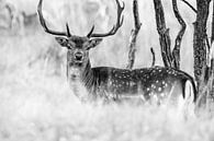 Hert met groot gewei in de Duinen - damhert in zwart en wit van Jolanda Aalbers thumbnail