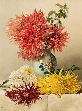 Chrysanthemen, William Duffield