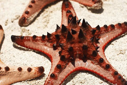 Zeester op witte strand in Indonesië