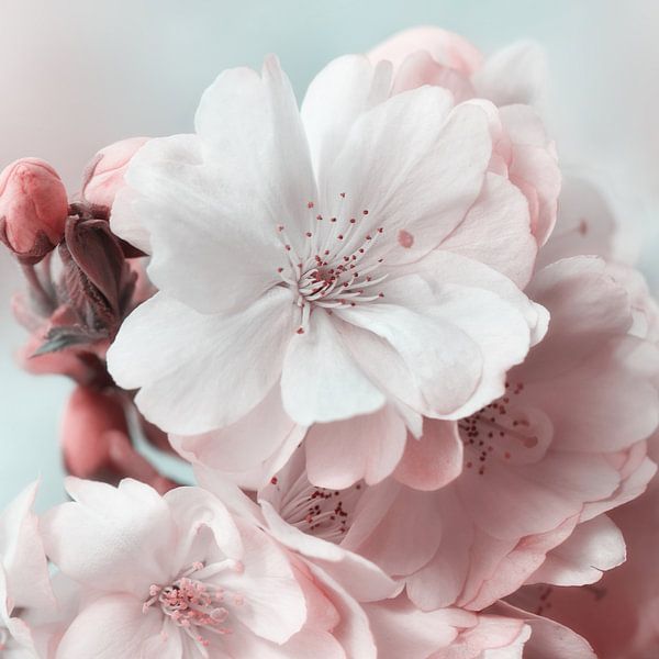 Japanese cherry blossom by Violetta Honkisz