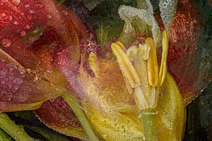 IJs Bloemen en Water