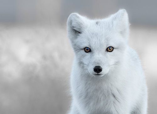 Polarfuchs