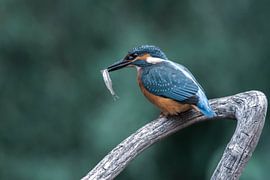 Eisvogel mit einem Fisch von Christien van der Veen Fotografie