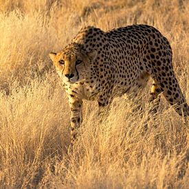 Gepard in Namibia von Kelly Baetsen