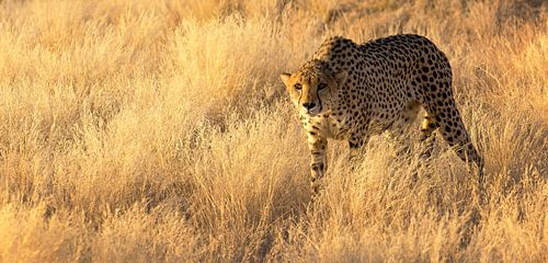 Gepard in Namibia