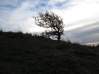 Heksen boom