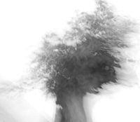 Knotwilg