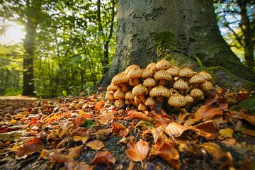 Mushrooms in the forest by Dirk van Egmond