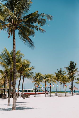 Tropisches Paradies: Palmen an einem weißen Sandstrand unter strahlend blauem Himmel