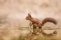 eekhoorn in het water van Ina Hendriks-Schaafsma thumbnail