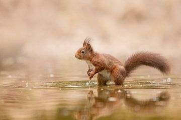 eekhoorn in het water