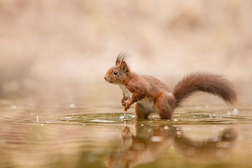 squirrel in the water