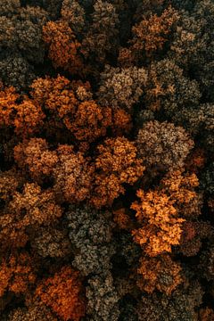 Autumn forest view by Poster Art Shop