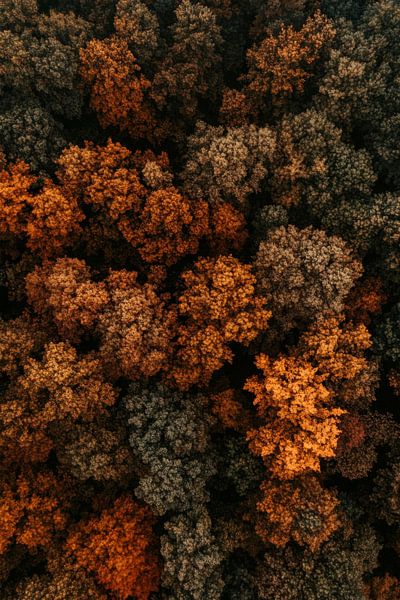 Autumn forest view by Poster Art Shop