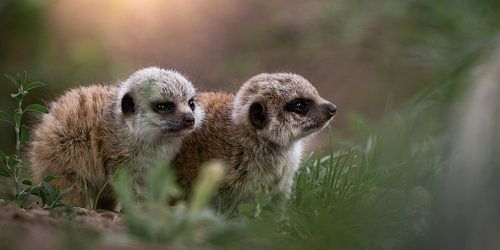 Erdmännchen von Lucinde Van der Ben