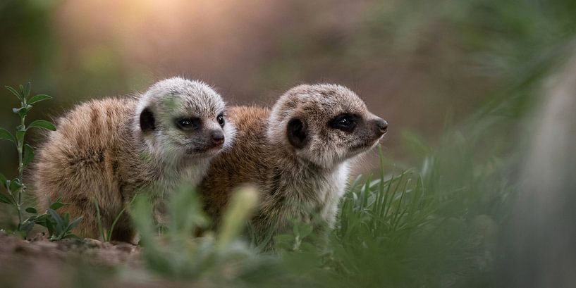 Meerkats by Lucinde Van der Ben