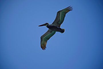 An Eastern brown pelican flying over by Frank's Awesome Travels