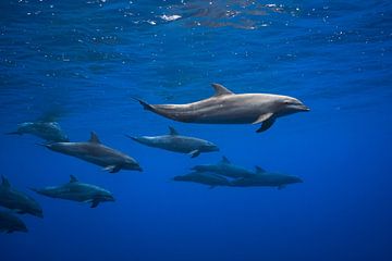 Dolphins, Barathieu Gabriel by 1x