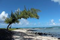 Tropisch strand met boom