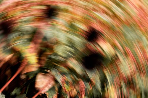 Peinture de la lumière des fleurs orange 2