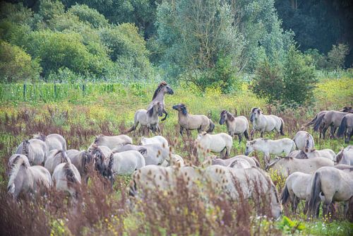 Konik paarden vechten