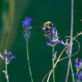 Eine Biene auf einem Lavendelstrauch von Dorris Daggenvoorde