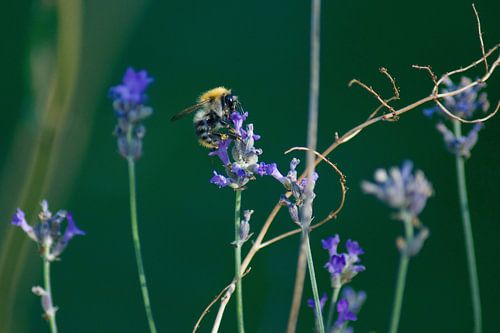 Eine Biene auf einem Lavendelstrauch