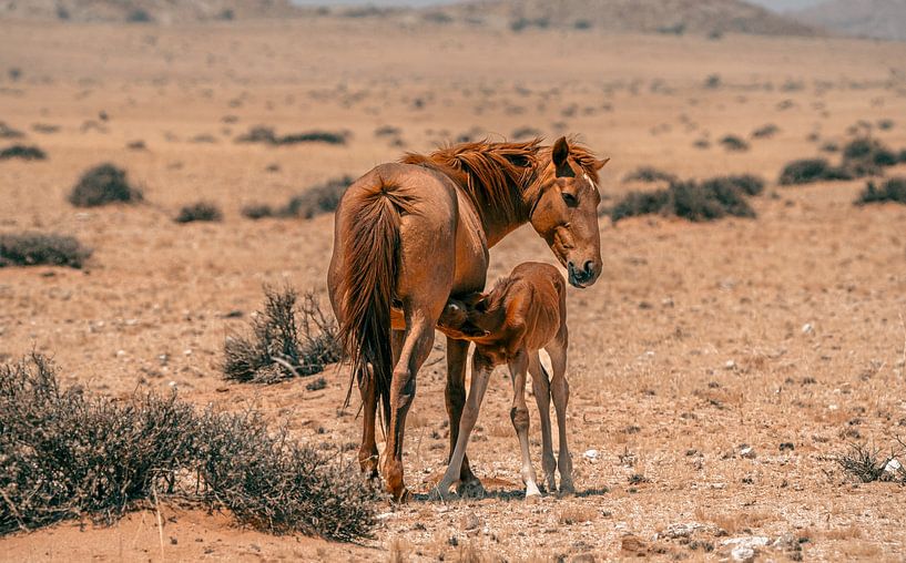 Wild horse and wild horse foal in Garub in Namibia, Africa by Patrick Groß