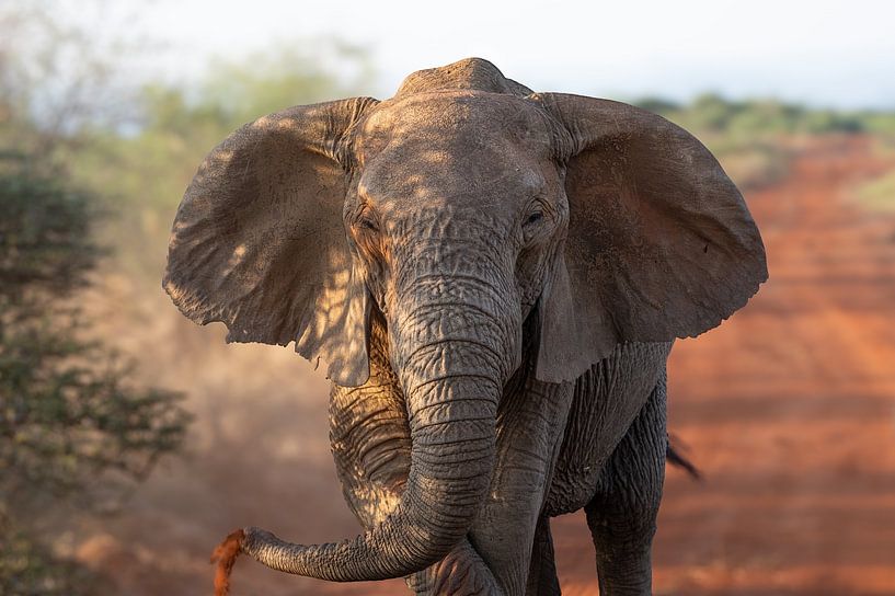 Eye to eye with the African Elephant by Lex van Doorn