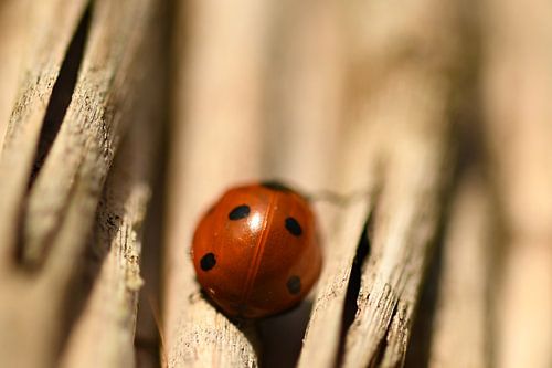 Lieveheersbeestje achterkant
