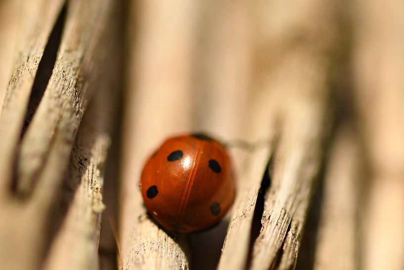 Lieveheersbeestje achterkant by Sascha van Dam