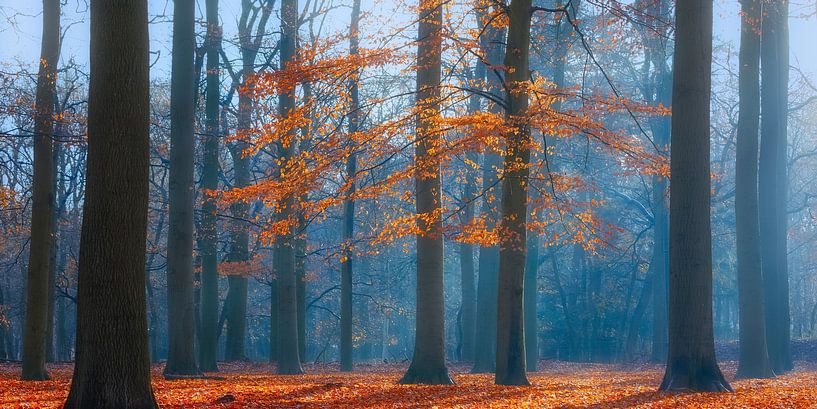 Herfstochtend in het beukenbos, Utrechtse Heuvelrug, Nederland van Sjaak den Breeje