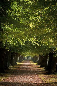Autumn Avenue Elswout by Martijn Kamp