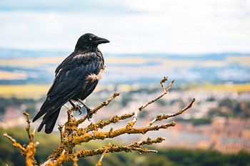 A raven perched on a branch overlooking Edinburgh