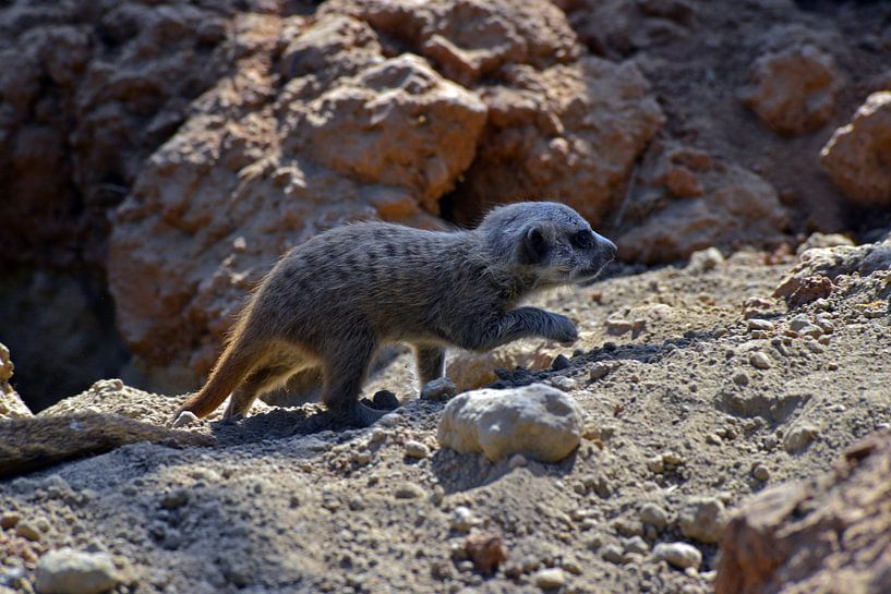 Meerkat nursery by Ingo Laue
