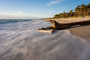 La plage ouest de Darss et sa forêt côtière
