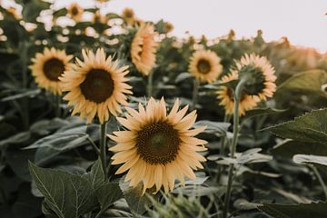 Zonnebloemen veld | Italie | Toscane van Roanna Fotografie