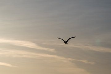 Vliegende meeuw van thomaswphotography