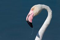 Frischer Flamingo von Kris Hermans Miniaturansicht