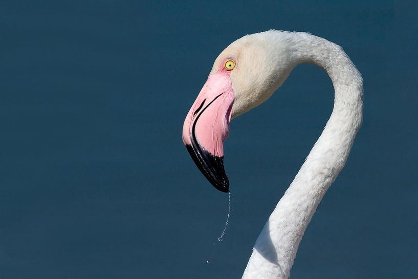 Frischer Flamingo von Kris Hermans