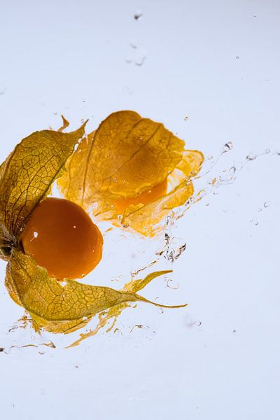 Physalis fallen in Wasser 2 von Marc Heiligenstein