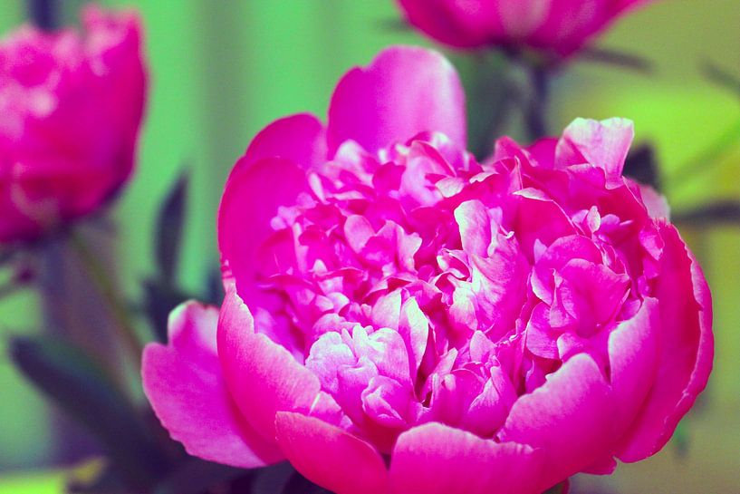 peony by M.A. Ziehr