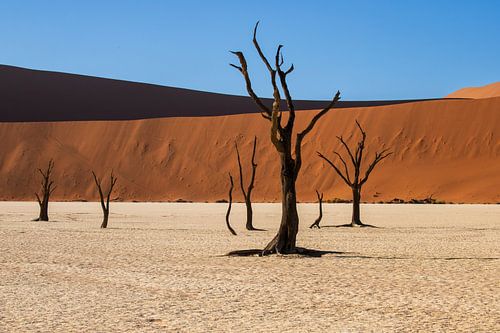 Dodevlei  Namibië