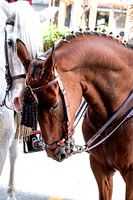 Horse Andalusian
