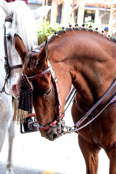 Cheval Andalou par Arend van Beek
