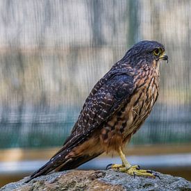 New Zealand falcon by Patricia Hofmeester