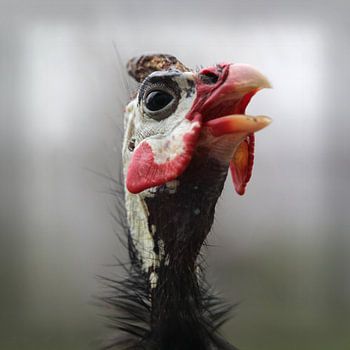 Kleurrijk Parelhoen Portret