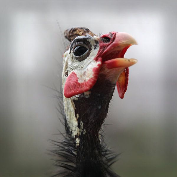 Portrait de pintade casquée colorée par Imladris Images