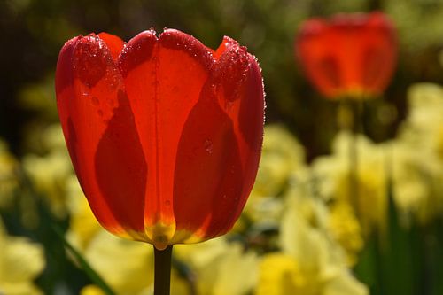 De eerste bloem in het voorjaar